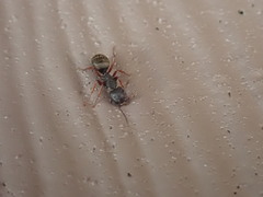 Camponotus modoc