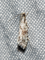 Nemapogon granella
