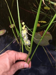 Sparganium emersum