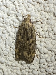 Martyringa latipennis