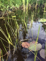 Sparganium emersum