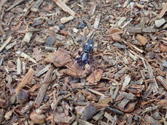 Sergiolus columbianus