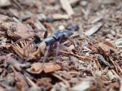 Sergiolus columbianus