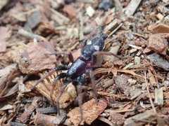 Sergiolus columbianus