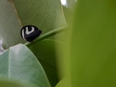 Membracis foliatafasciata
