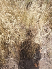 Agropyron cristatum
