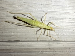 Oecanthus exclamationis