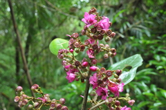 Meriania macrophylla