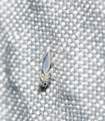 Phyllonorycter clemensella