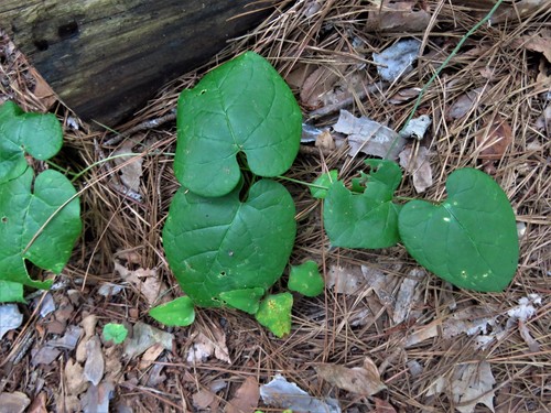 Image of Matelea hirtelliflora by (c) Annika Lindqvist, some rights reserved (CC BY)
