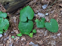 Matelea hirtelliflora