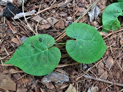 Matelea hirtelliflora