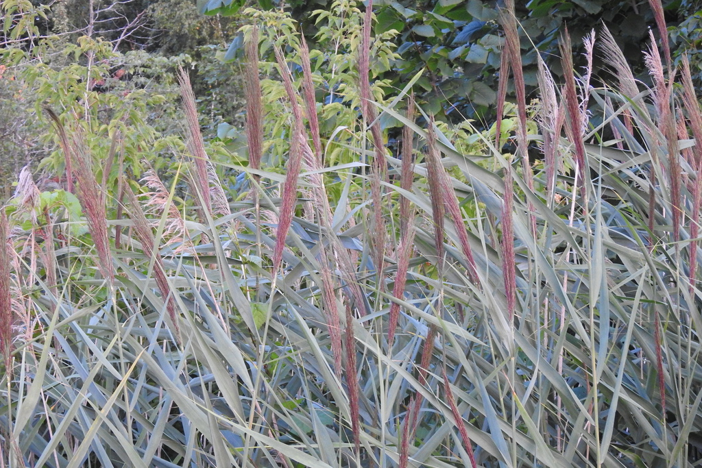 common reed from Argenteuil, QC, Canada on August 10, 2020 by sabacon ...