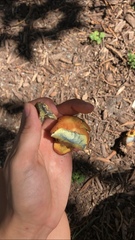 Boletaceae