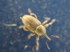 Tychius