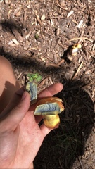 Boletaceae