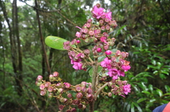 Meriania macrophylla