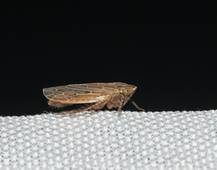 Amplicephalus osborni