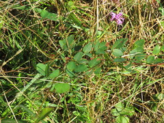 Desmodium marilandicum