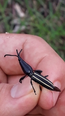 Claeoderes radulirostris