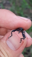 Claeoderes radulirostris