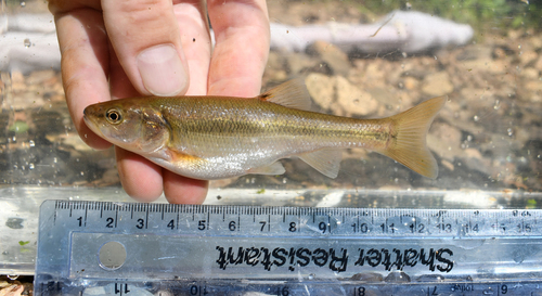 Creek Chub