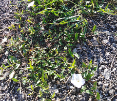 Convolvulus arvensis