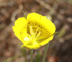 Calochortus luteus