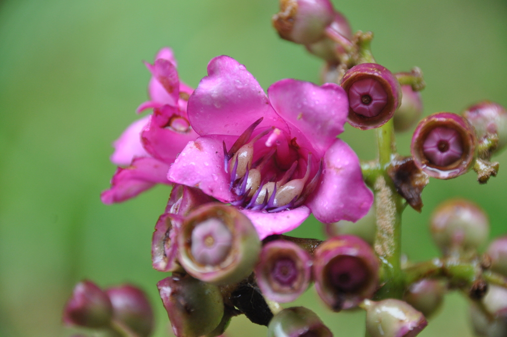 Meriania macrophylla