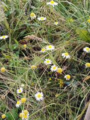 Tripleurospermum inodorum