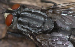 Sarcophaga carnaria
