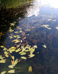 Sagittaria sagittifolia