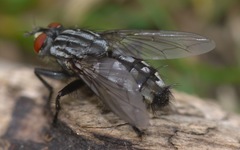 Sarcophaga carnaria