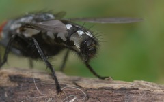 Sarcophaga carnaria