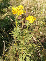 Tanacetum vulgare