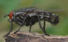 Sarcophaga carnaria
