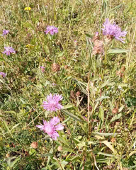 Centaurea jacea