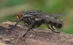 Sarcophaga carnaria