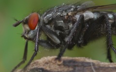Sarcophaga carnaria