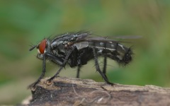 Sarcophaga carnaria