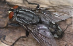 Sarcophaga carnaria