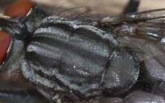 Sarcophaga carnaria