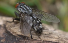 Sarcophaga carnaria