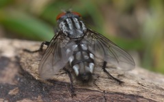 Sarcophaga carnaria