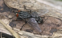Sarcophaga carnaria