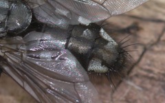 Sarcophaga carnaria