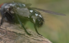 Sarcophaga carnaria