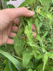 Calystegia sepium