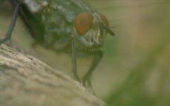Sarcophaga carnaria