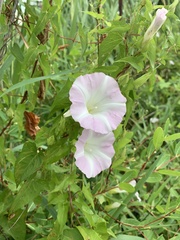 Calystegia sepium